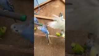 Australian parrots flying together  @Birds-animalslove