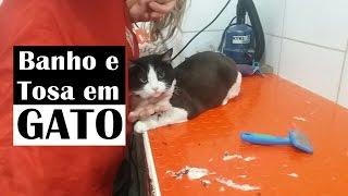 Vlog Tosa em gato | VEDA #17