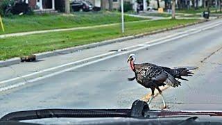 When a Turkey's Fearless Showdown Left Officer Speechless