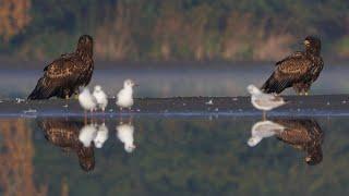 4K Dwa młode bieliki + sąsiedzi / Two juv. white-tailed eagles & neighbours / Haliaeetus albicilla