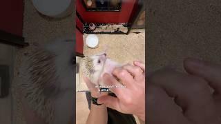 The adorable HEDGEHOG  cafe in Tokyo