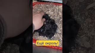 #окрол #гнездо #quyonlar #rabbit#кролики #rabbitfarming #arnablive #obuna_bolishni_unutmang