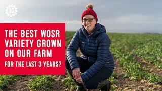 The best WOSR variety grown on our farm for the last 3 years | Grower Catherine Stones | Alnwick, UK