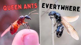 Desert Rain = Ant Queens, Ant Queens, and more Ant Queens!