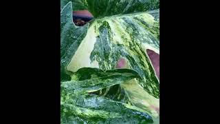 VARIEGATED PLANT