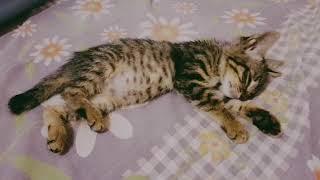 Baby kitten RUNNING in His sleep