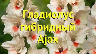 Гладиолус гибридный Аджакс. Краткий обзор, описание характеристик, где купить луковицы Ajax