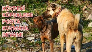 2 ERKEK KÖPEĞE KAFA TUTAN BÖRÜ - TAM 1 MANYAK  - MEŞE PALAMUT'U ( KANGAL ALAN TARAMASI )