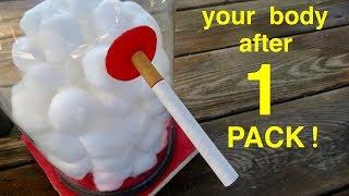 How Smoking 1 Pack of Cigarettes Wrecks Your Lungs ● A Must See !