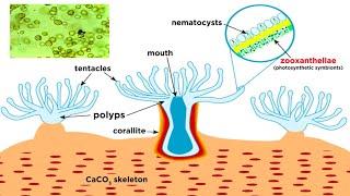 Phylum Cnidaria Part 6: Coral Reefs