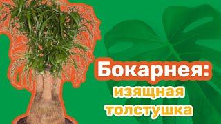 Бокарнея: изящная толстушка