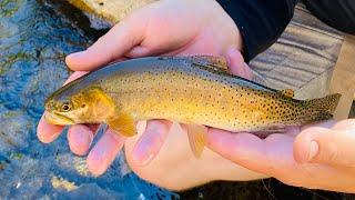 Fly fishing for Cutthroat trout.