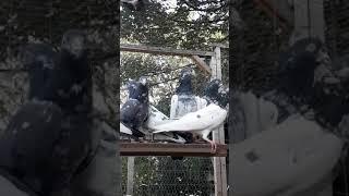 teddy kabootar . Pakistani pigeon in UK. Birmingham. Shirali