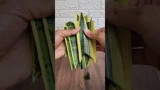 Snake Plant Leaf Propagation #snake #shorts