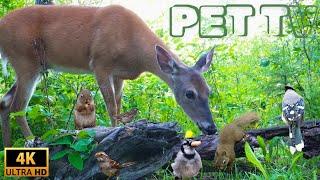 Entertain Your Cat or Dog with Pet TV | Doe a Deer, Speedy Squirrels, and Busy Birds in the Forest