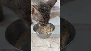 Aaj Billi ko Doodh Roti Khiladi #love #trending #cat #like #instacute #viralmoment #buzzfeedindia