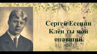 #стихи С.А.Есенин -  Клен ты мой опавший...