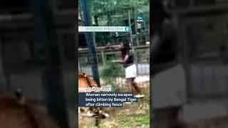 Woman narrowly escapes being bitten by Bengal Tiger after climbing fence #itvnews #news