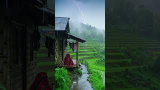 Rainstorm in Foggy Woods | Escape to Sleep#FoggyWoods #EscapeRain #SleepNow