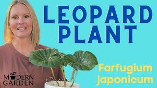 Leopard Plant Houseplant Care | Farfugium Japonicum | MOODY BLOOMS