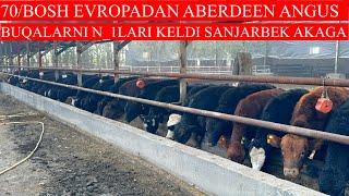 EVROPADAN 70/BOSH ABERDEEN ANGUS BUQALAR KELDI SHOSHLING BUNAQASI KAM KELADI