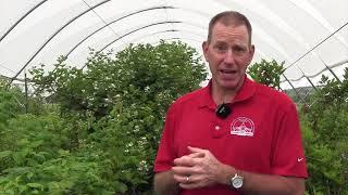 Berry breeding at Cornell University