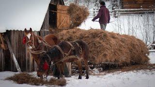 Перевозка сіна в Карпатах 2022. По сіно на биндюгах. Як гуцули сіно звозили зимою з високогір'я.