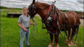 How is Brenda Feeling?!!.. Haying Day & Garden Cultivation with the Draft Horses!  #819