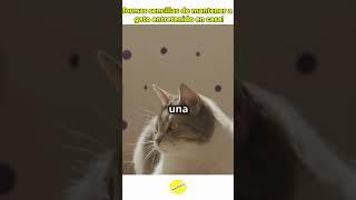 "¡ Ideas Geniales para Mantener a Tu Gato Entretenido Todo el Día!"