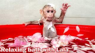 Lala gets a bath and special care after getting into trouble!