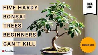 “Five Hardy Bonsai Trees Beginners Can’t Kill.”