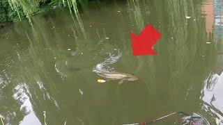 This Big Urban Canal Pike Needed My Help!