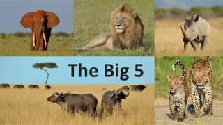 Big Five in Africa