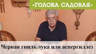 Голова садовая - Черная гниль лука или аспергиллез