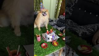 Happy birthday PAPA(milky)️ #viral #dog #trending #minivlog #dailyvlog