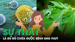 Sự Thật Lá Đu Đủ Chữa Được Ung Thư? | SKĐS