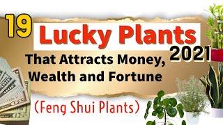 19 LUCKY PLANTS 2021 | PLANTS THAT ATTRACT MONEY | Feng Shui | Indoor Plants