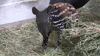 Baby Tapir's First Vet Exam