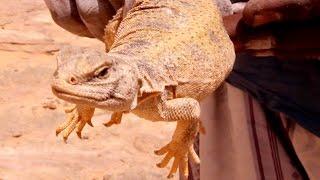 How to make a meal out of anything: Eating a lizard