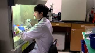 Icahn School of Medicine at Mount Sinai - Division of Liver Diseases