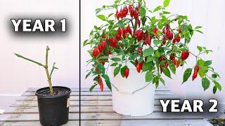 Here’s How to REGROW the Same Pepper Plant Every Year! (How to Overwinter Your Peppers)