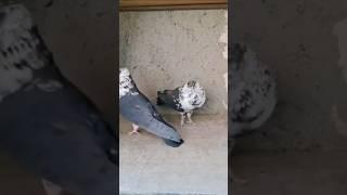 #pigeon #kabutar #kabootar #birds #pigeonlover #share #kabootarba #kabootarloft05 #pigeonlaver