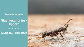 Мирмекология- просто| #1 Муравьи- Кто они?