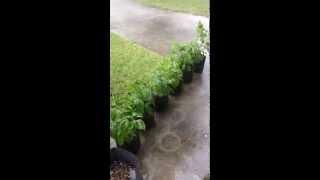 Peppers in an afternoon thunderstorm ...