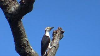 Every Day, More Species of Birds Are Appearing Here on the Land - 01/14/2025