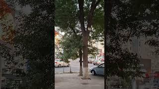 Summer 2025 #shorts #shortvideo #summer #2025 #vibes #asmr #asmrsounds #nature