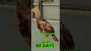 Maia whale aseel murga@Saad iqbal #short #viral #youtube #aseel #murga #live #love #cute #fighter