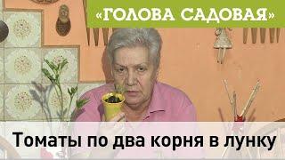 Голова садовая - Томаты по два корня в лунку