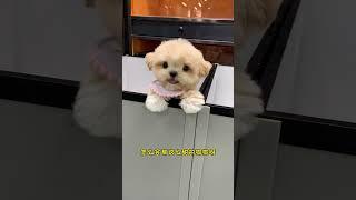 The more this little snug praised it the sweeter its smile became#Cute pet debut plan#If y