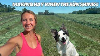 Dog Days of Summer on the Farm | Start of 4th Crop Hay